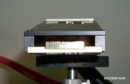 Euca11p.jpg (9101 bytes)
